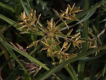 Cyperus cfr. esculentus